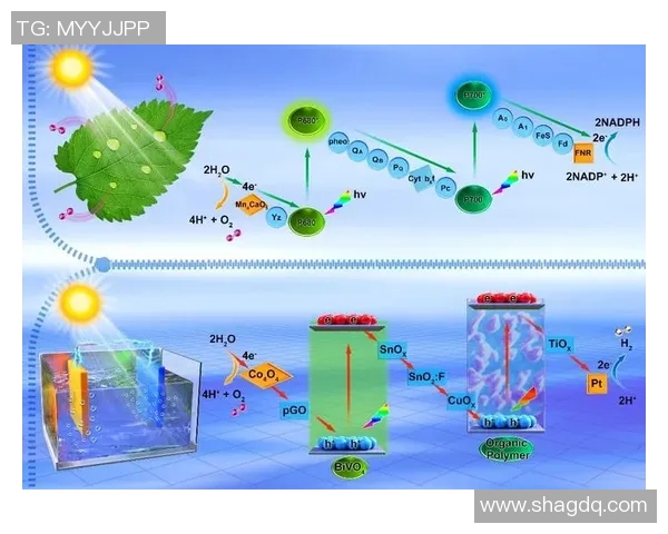 尼克斯黑马之谜揭秘布伦森与OG组合为何能创下联盟最高净效率